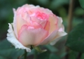 Rosa - Souvenir de Baden Baden 2017 -002